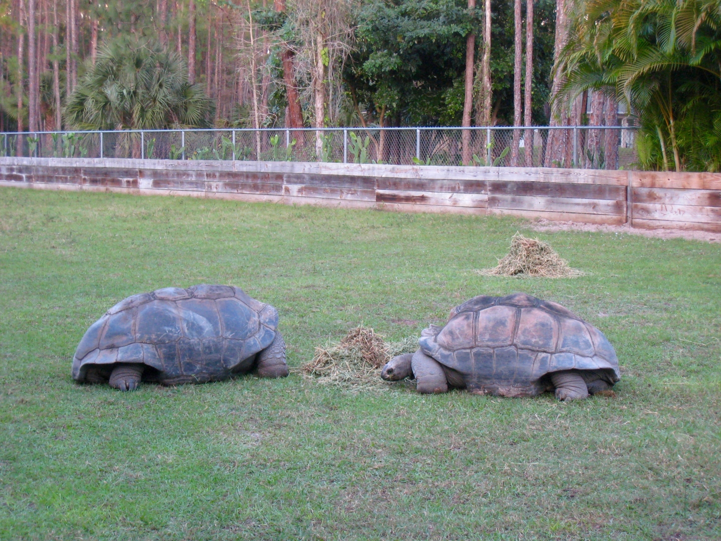 Aldabra Breeders
