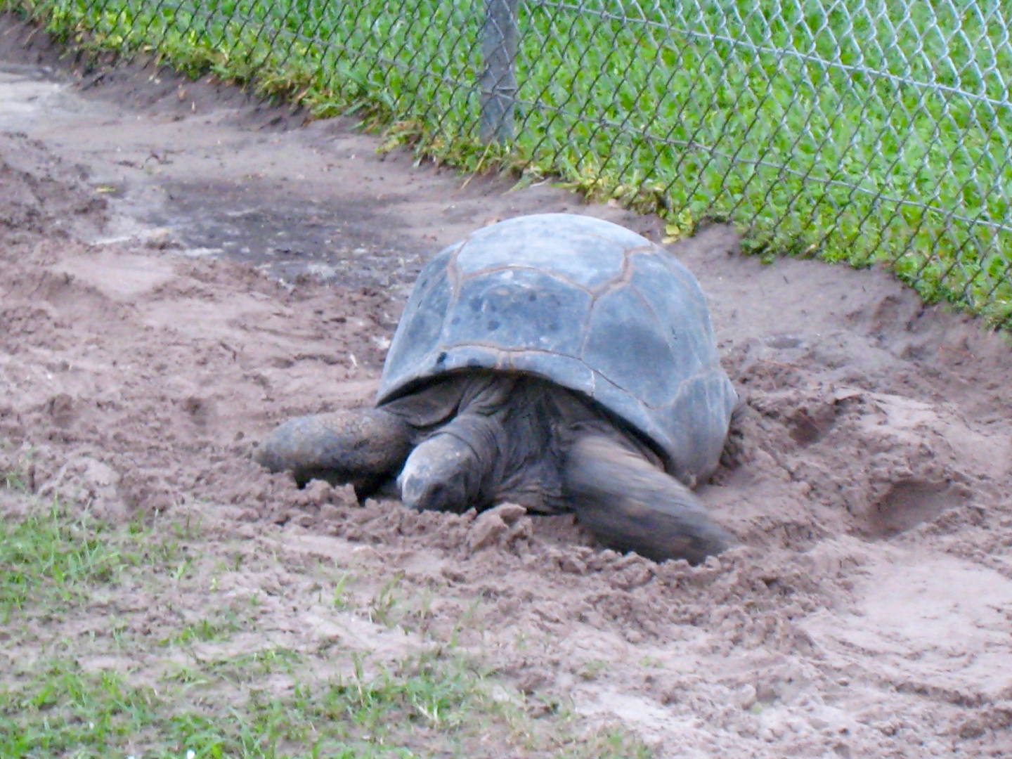 Aldabra Breeders