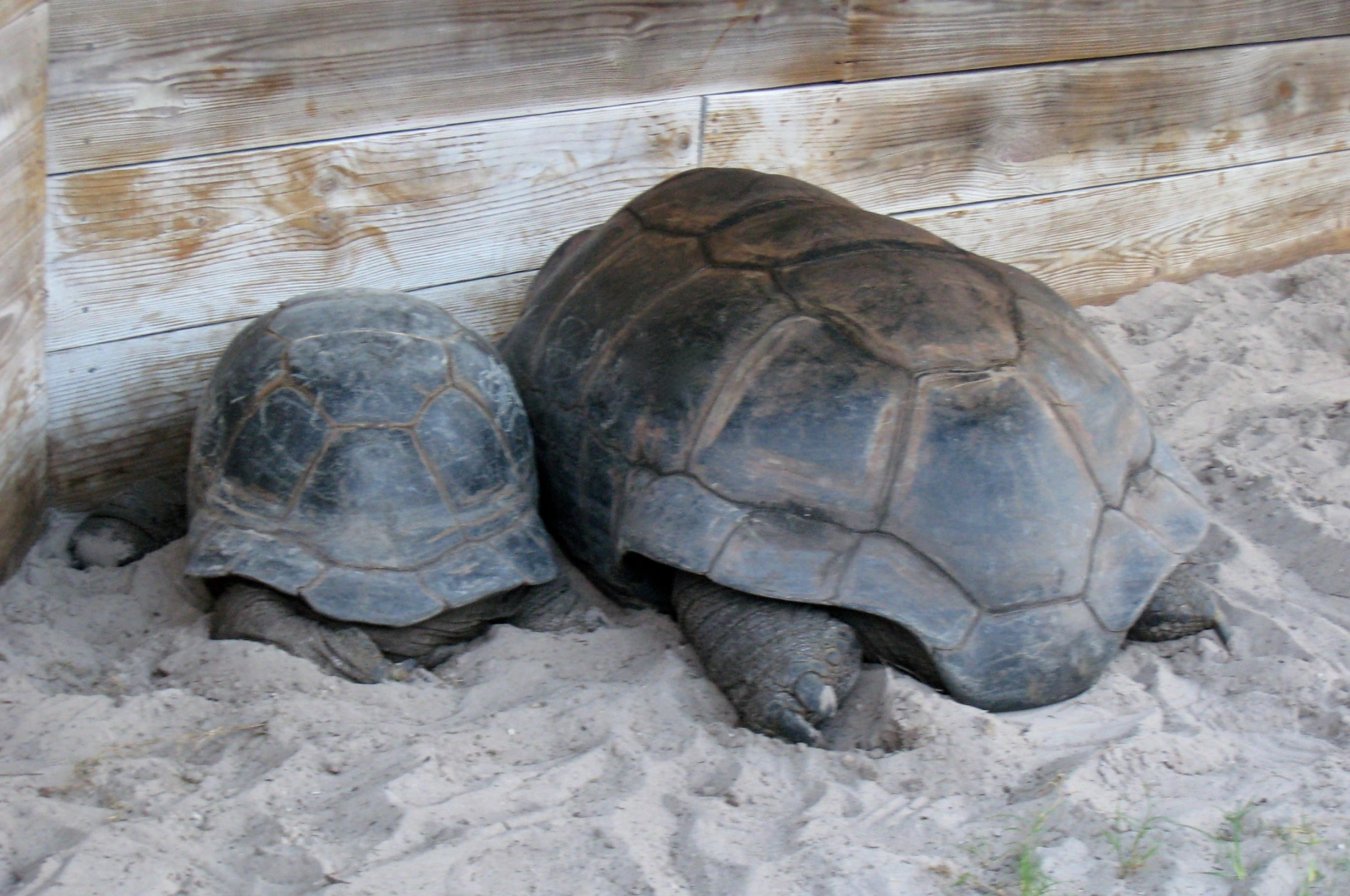Aldabra Breeders