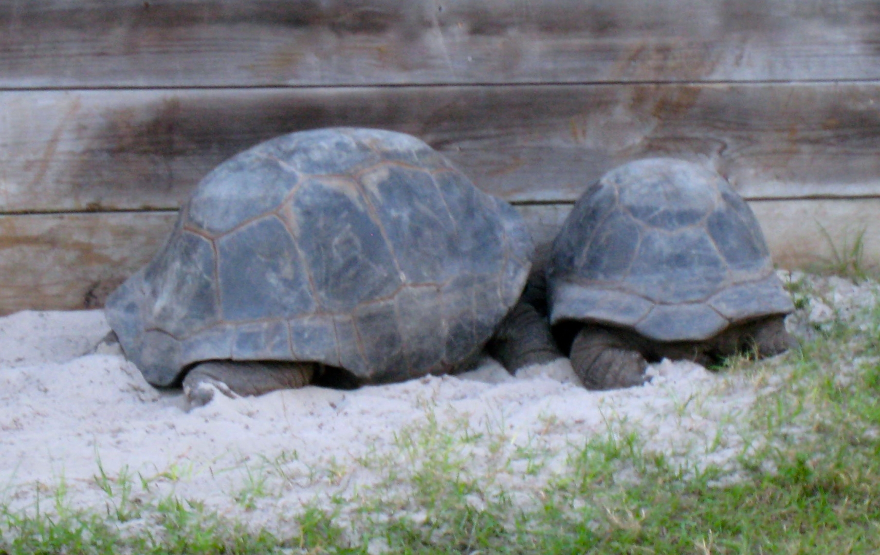 Aldabra Breeders