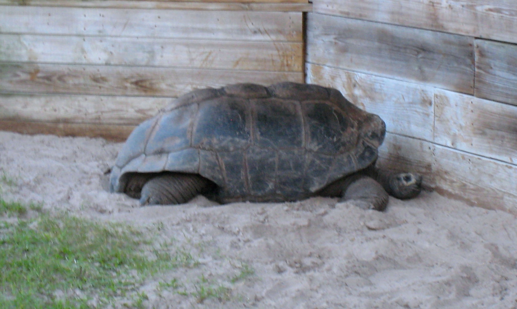 Aldabra Breeders