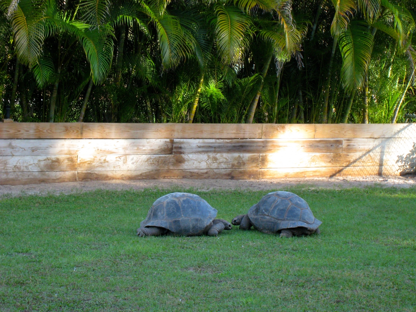 Aldabra Breeders