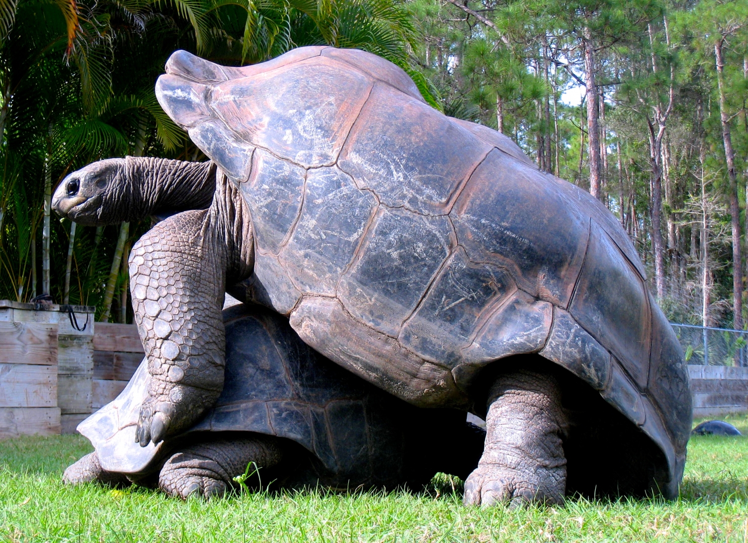 Aldabra Breeders