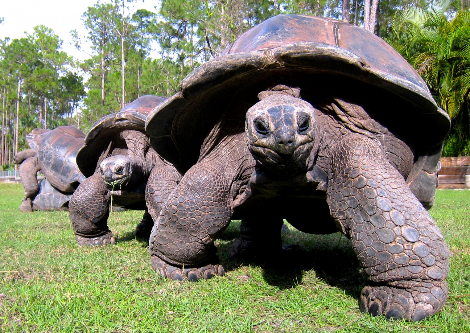Aldabra Breeders