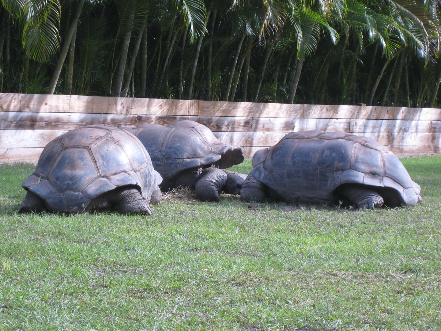 Aldabra Breeders