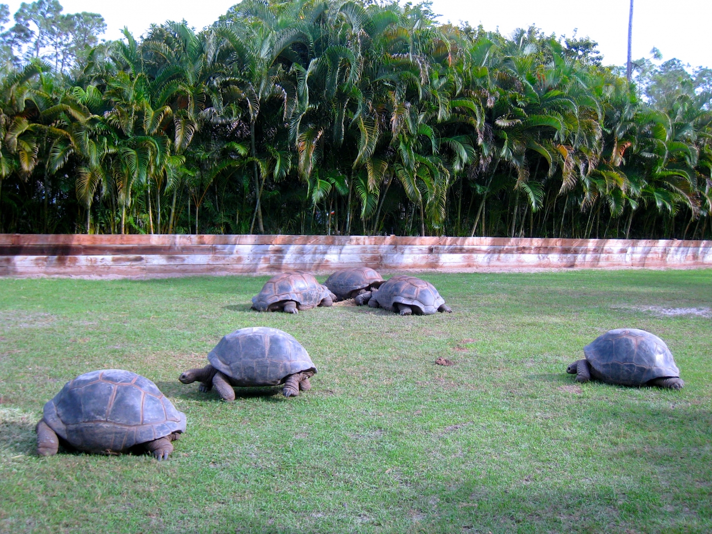 Aldabra Breeders