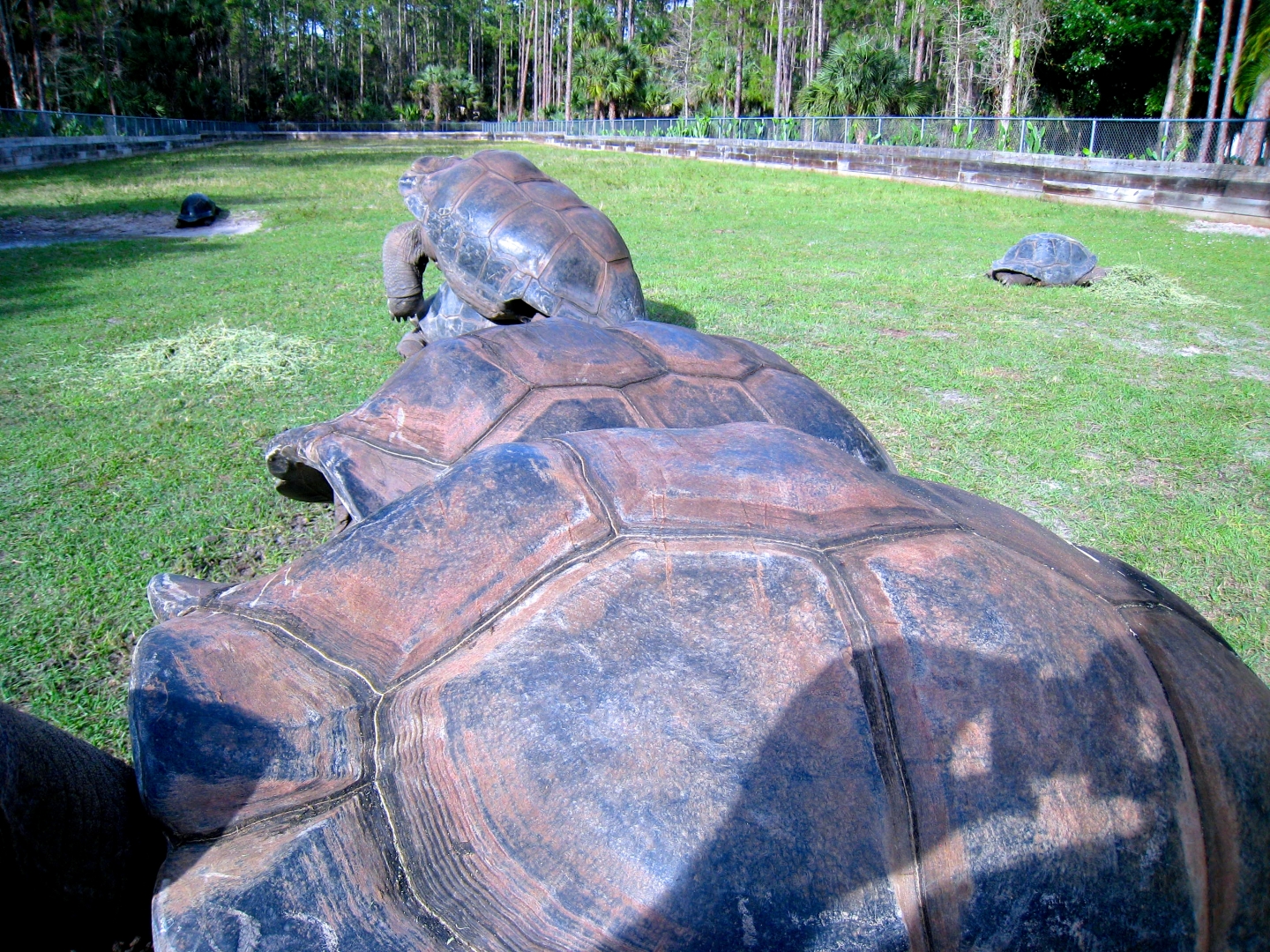 Aldabra Breeders