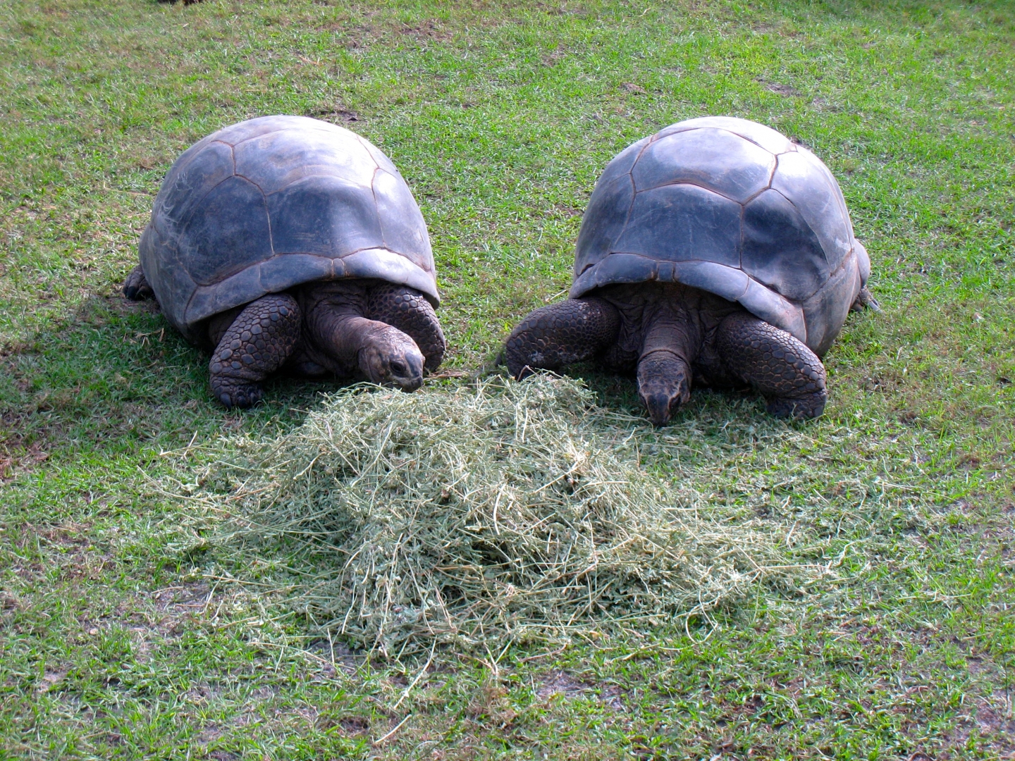 Aldabra Breeders