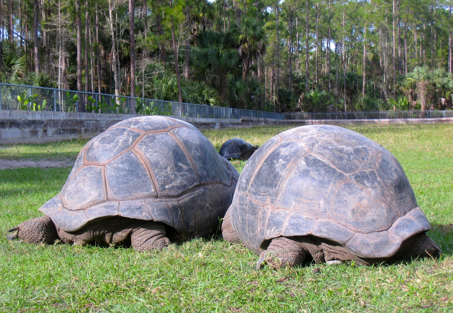 Aldabra Breeders