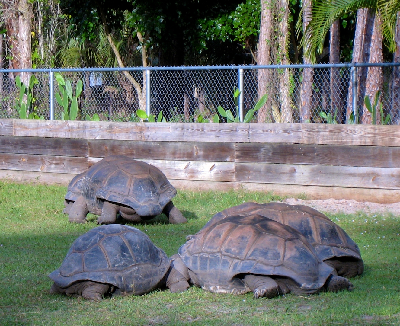 Aldabra Breeders