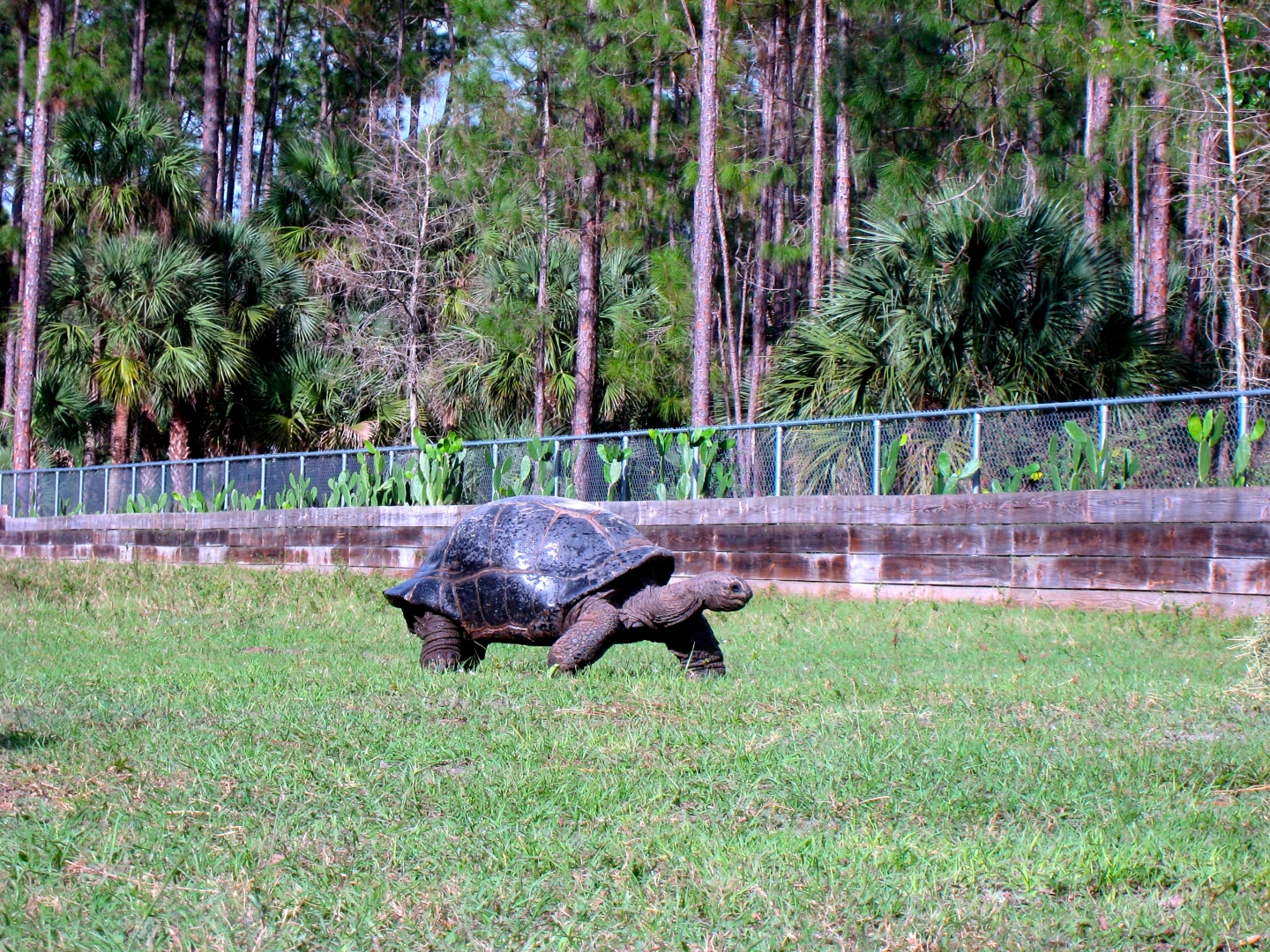 Aldabra Breeders