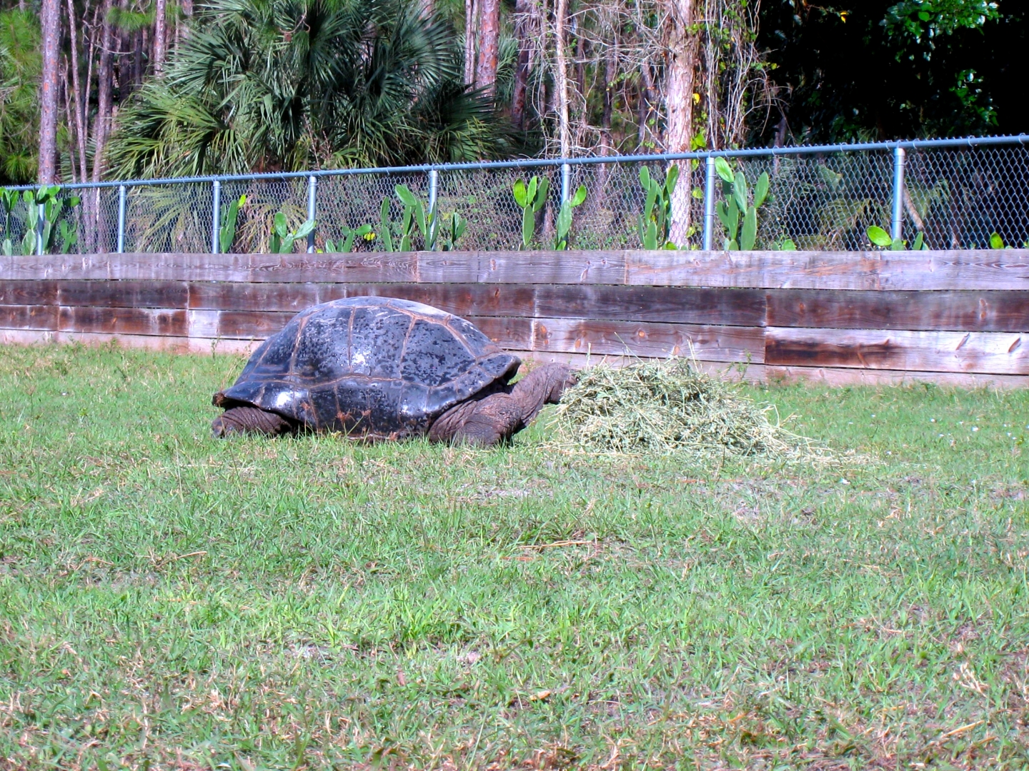 Aldabra Breeders