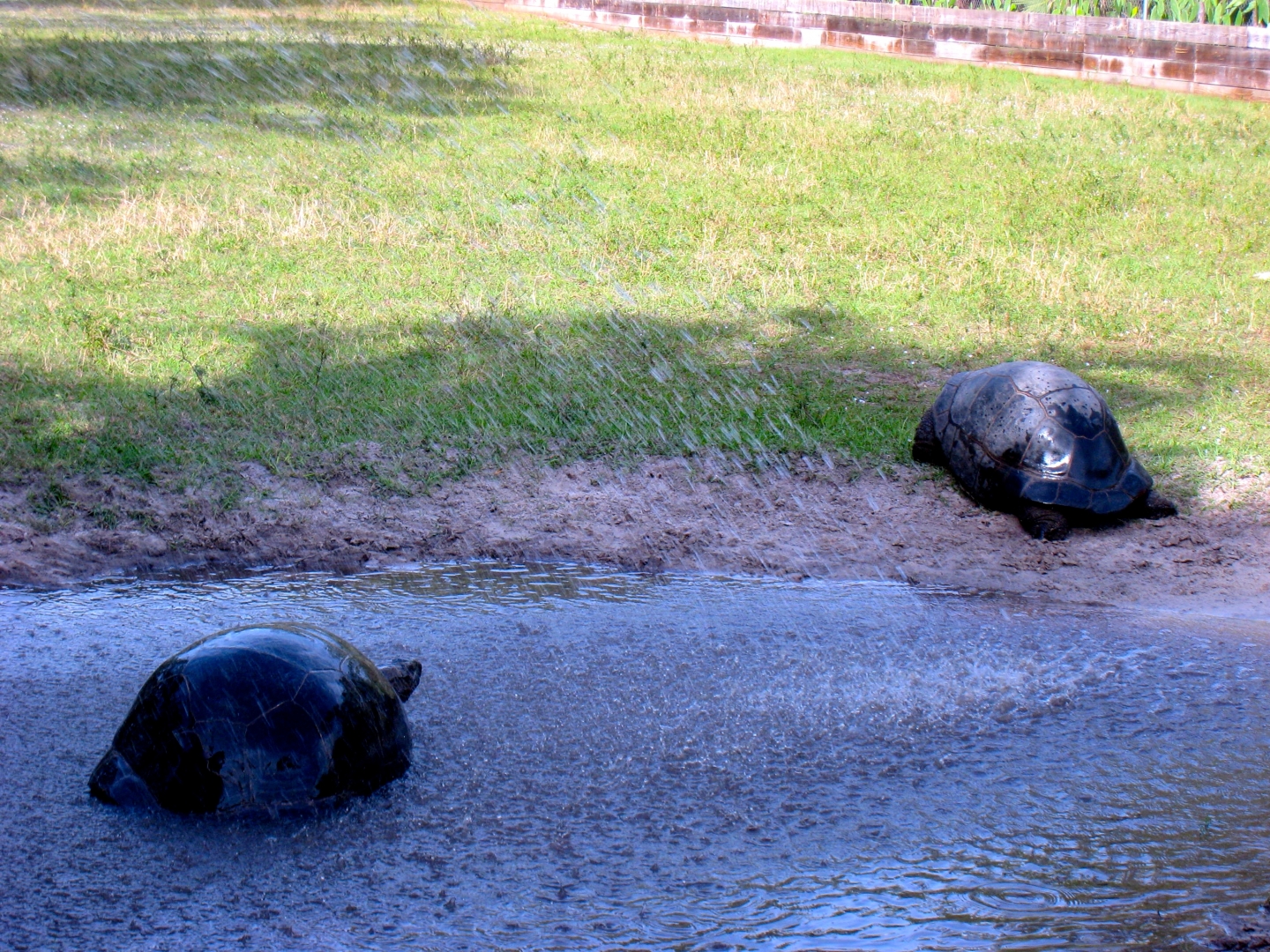 Aldabra Breeders