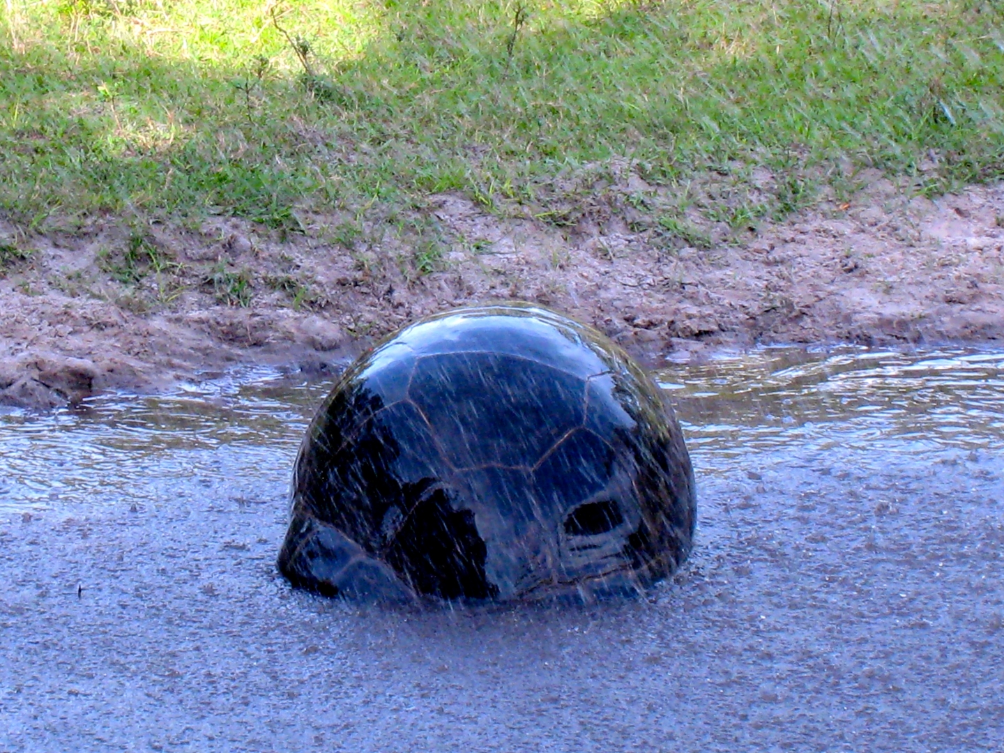 Aldabra Breeders