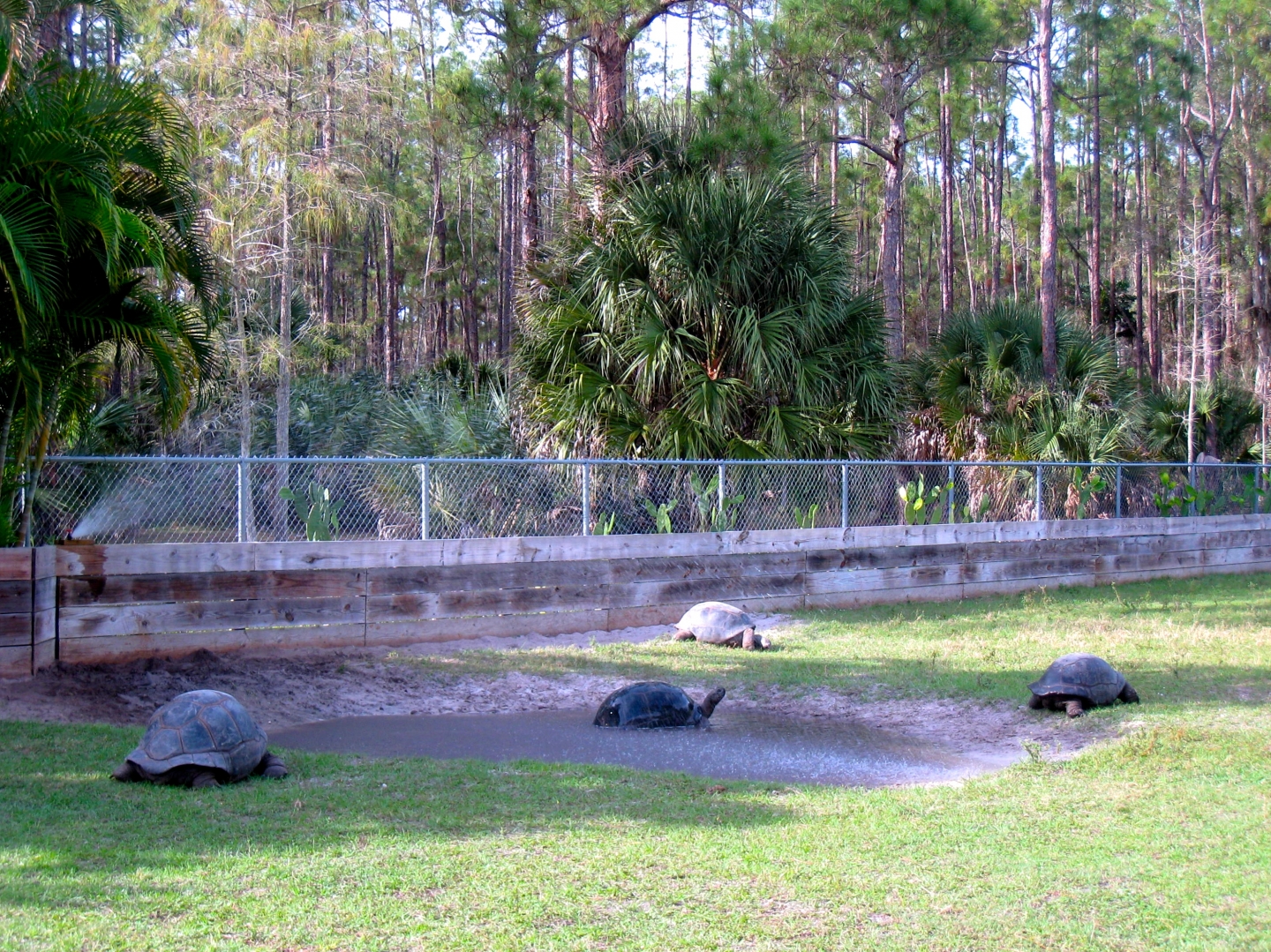 Aldabra Breeders