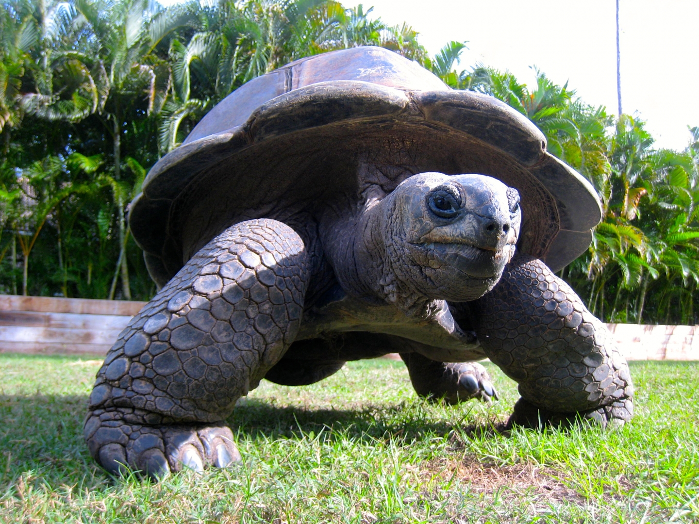 Aldabra Breeders