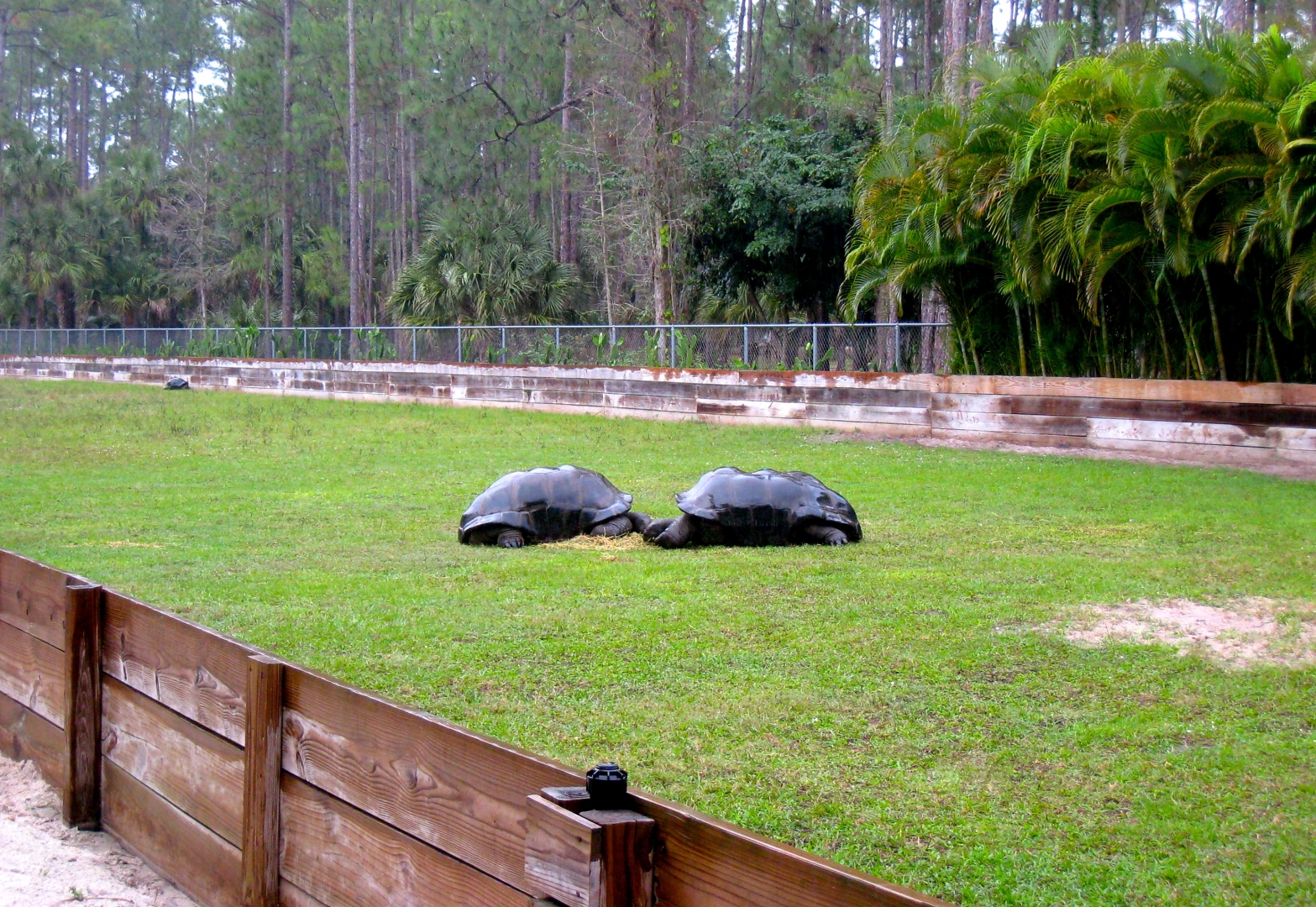 Aldabra Breeders