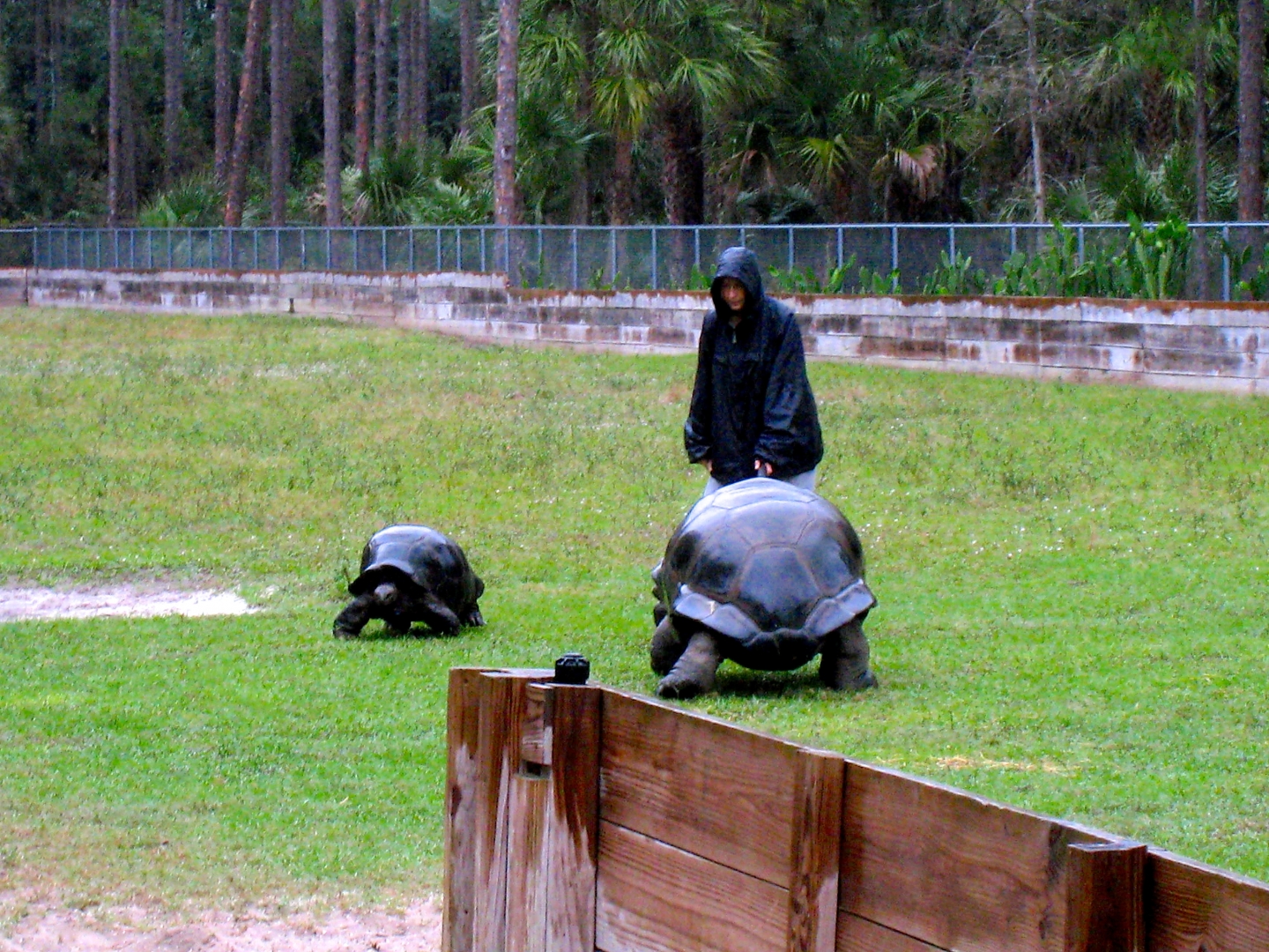 Aldabra Breeders
