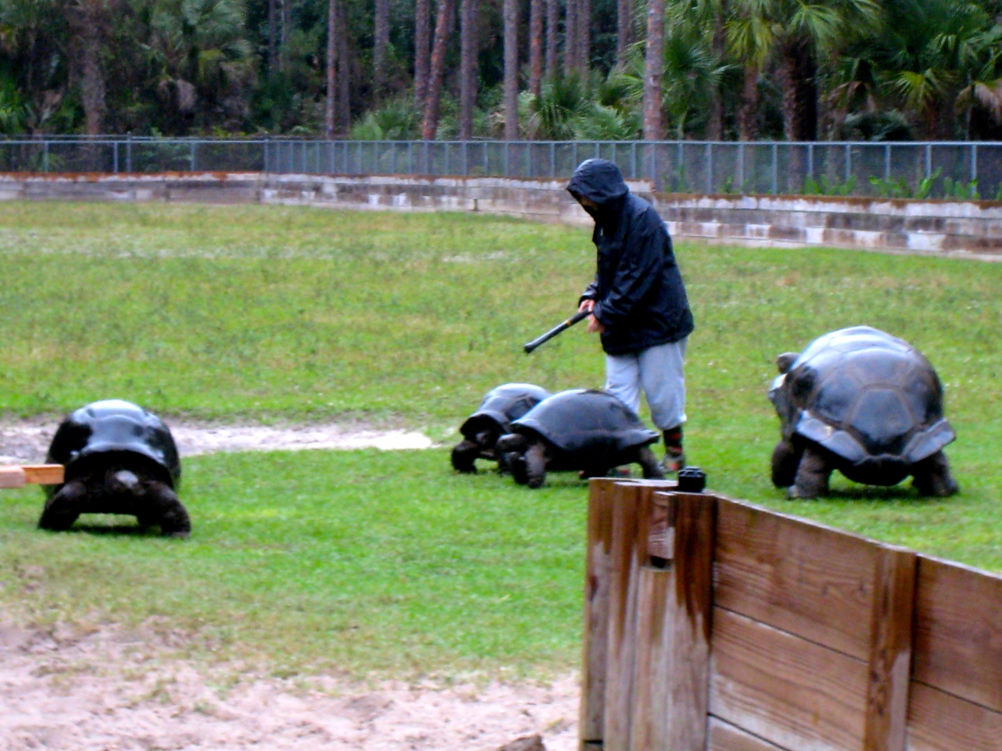Aldabra Breeders