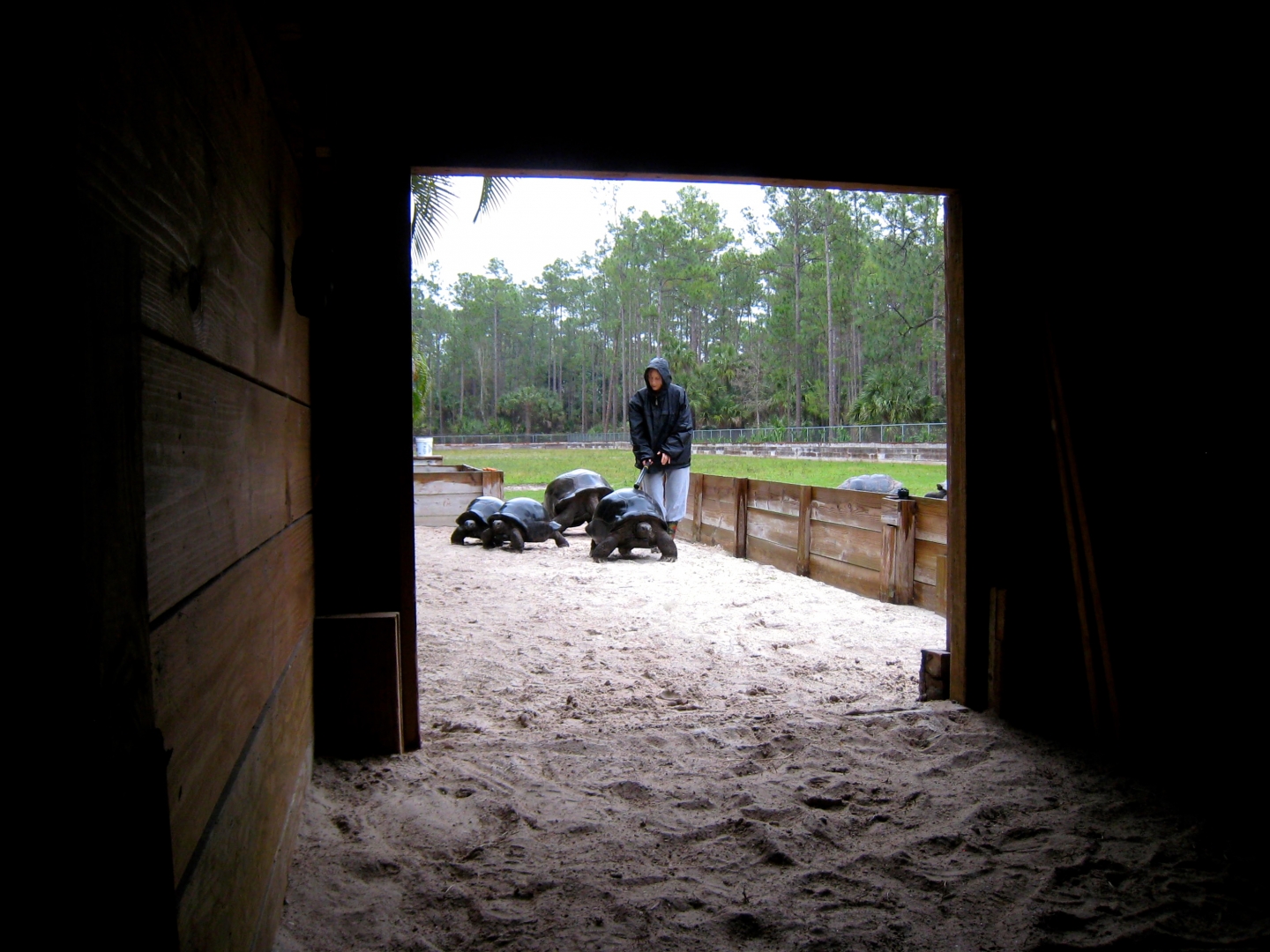 Aldabra Breeders