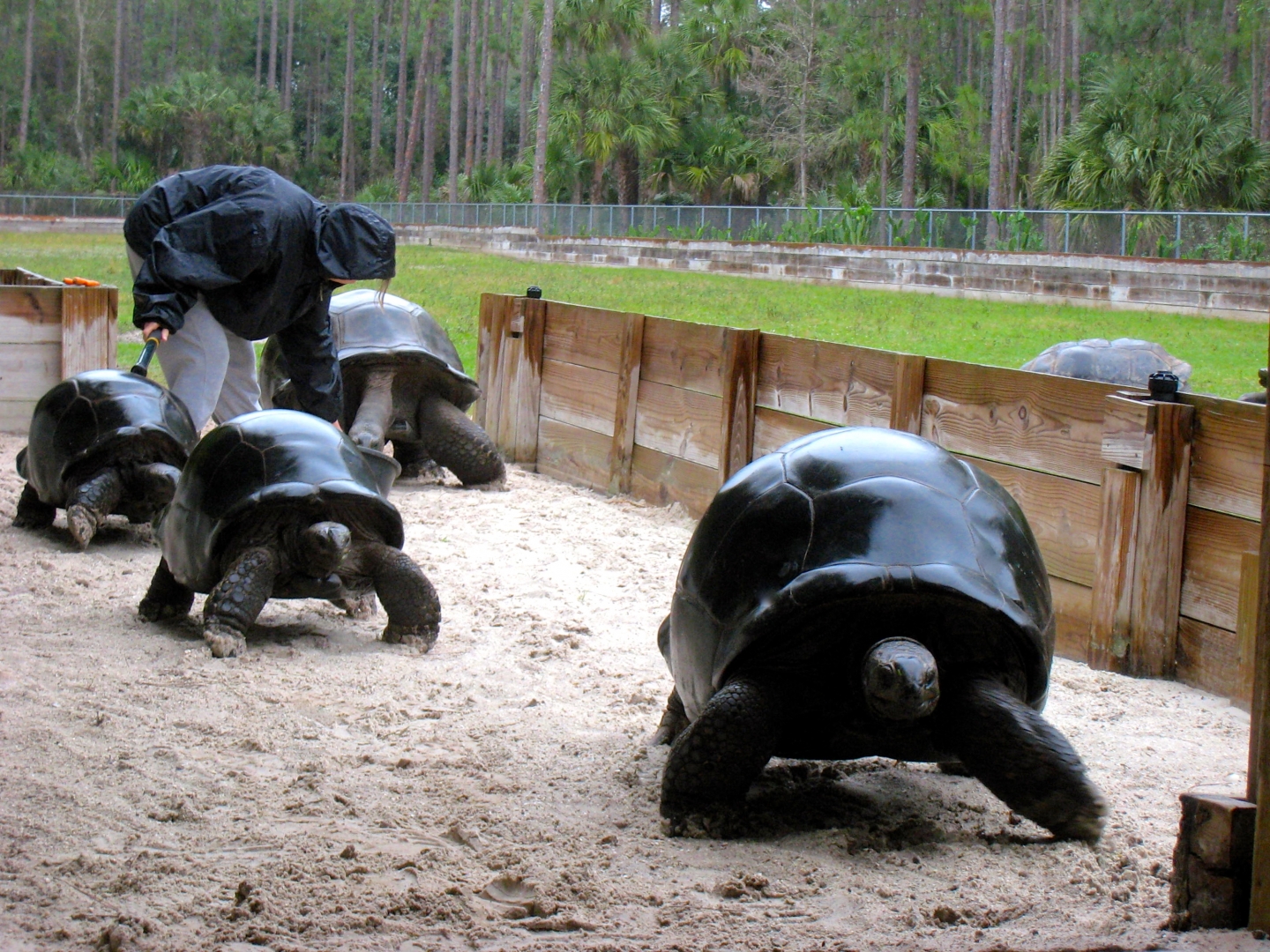 Aldabra Breeders