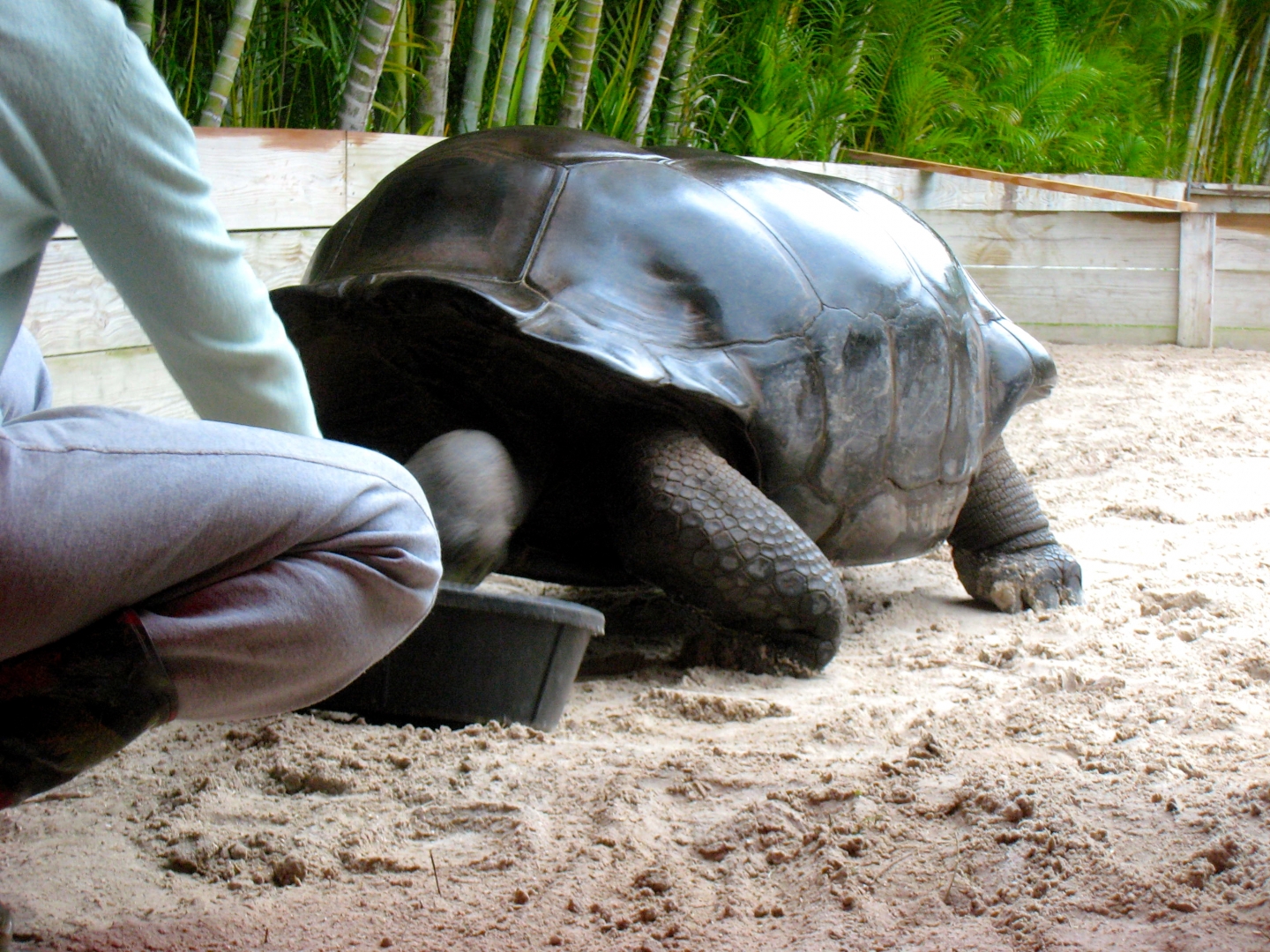Aldabra Breeders