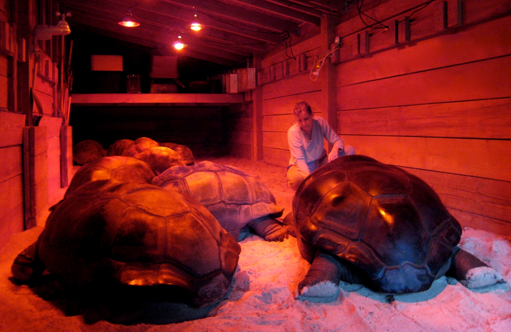 Aldabra Breeders