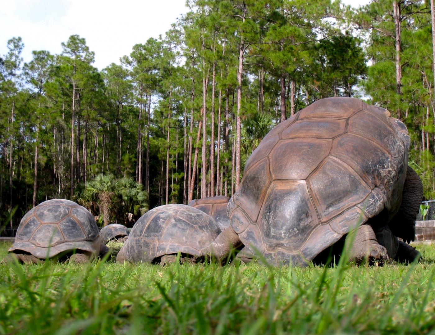 Aldabra Breeders