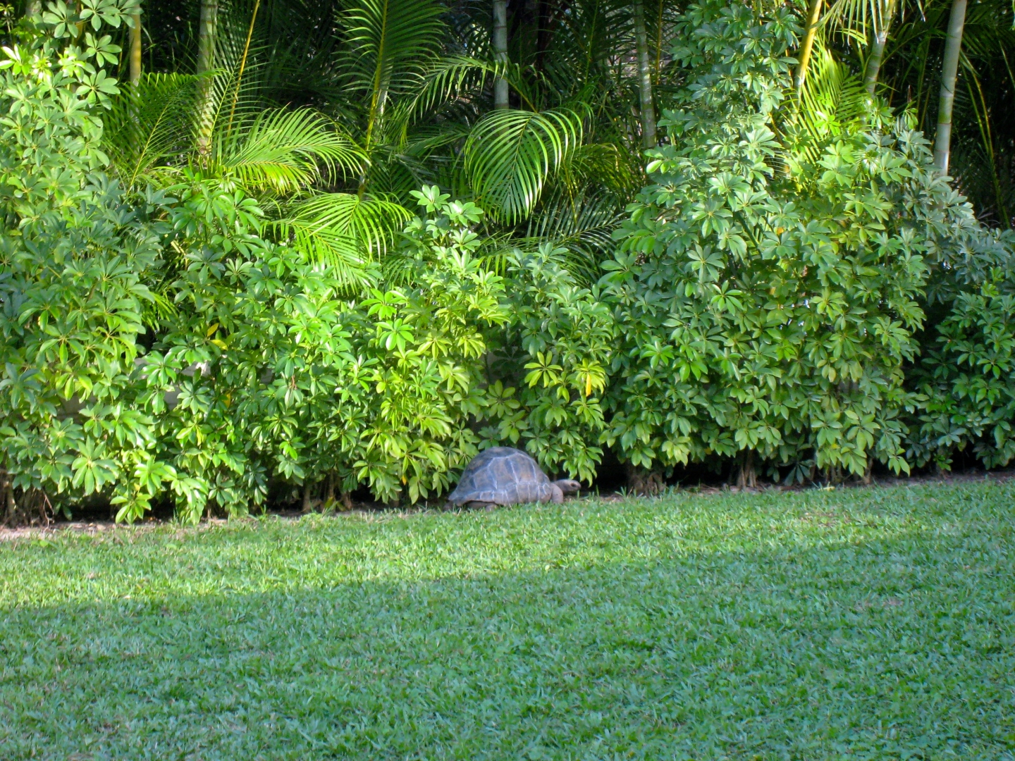 Aldabra Breeders