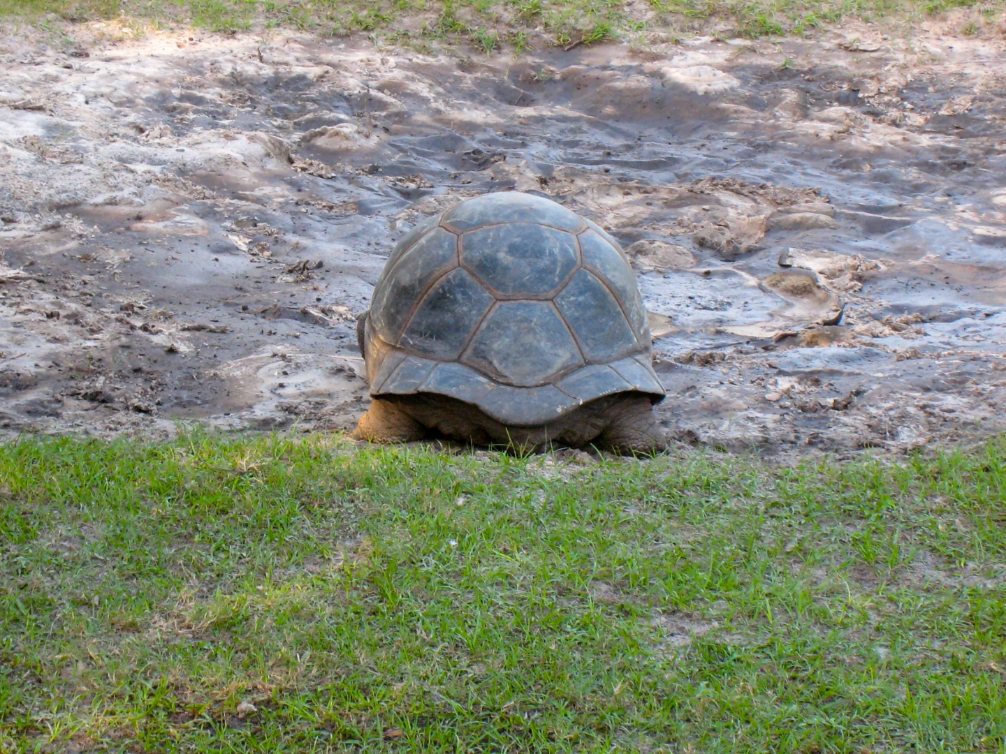 Aldabra Breeders