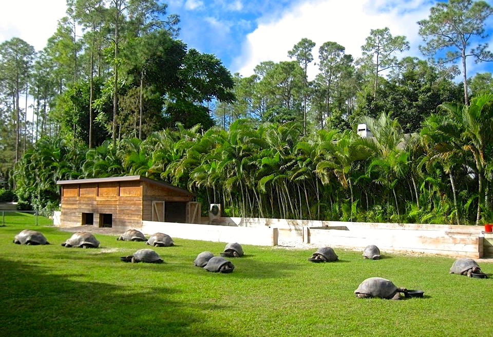 Aldabra Breeders