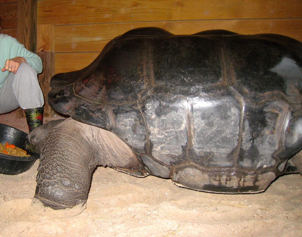 Aldabra Breeders