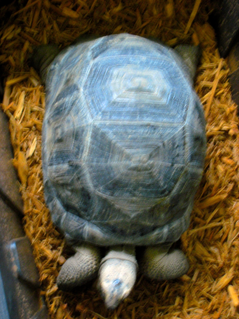 Aldabra Breeders