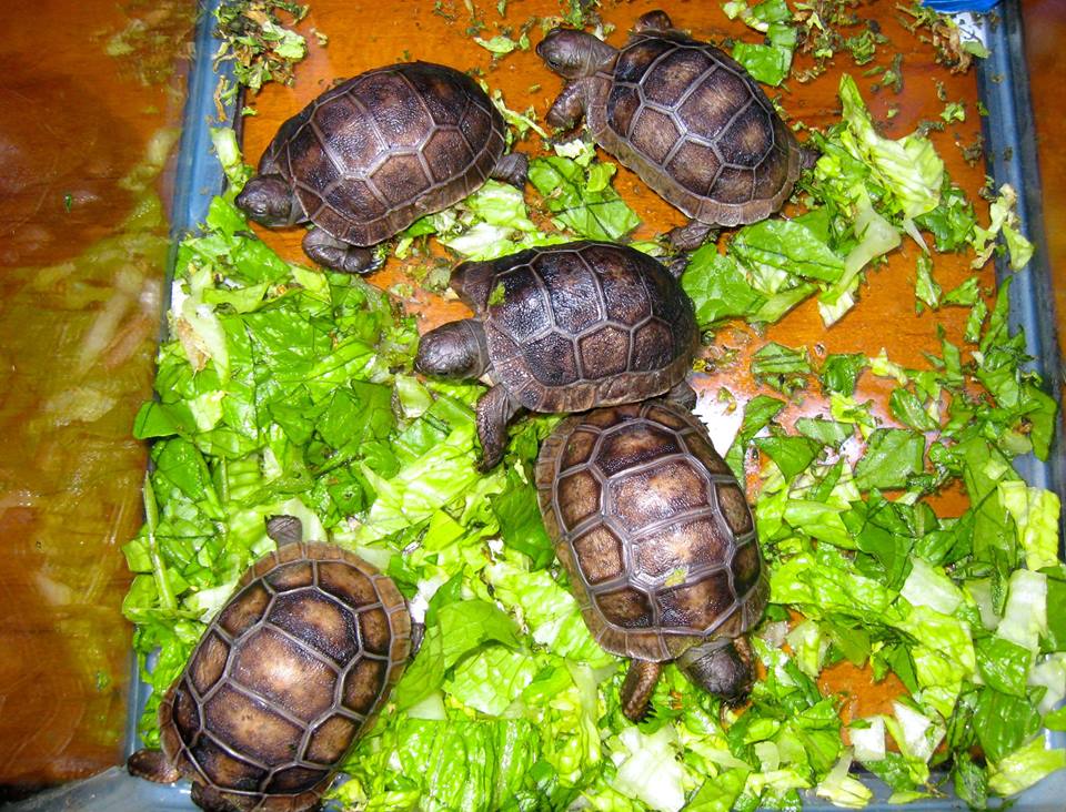 Aldabra Breeders