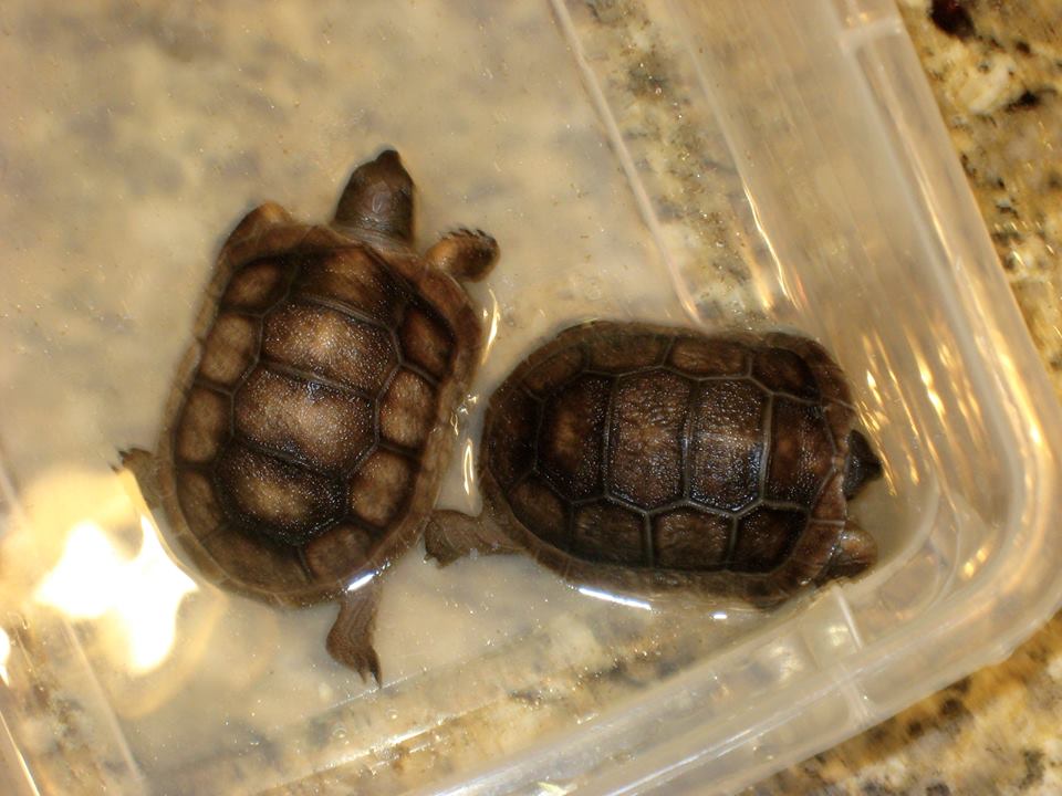 Aldabra Breeders