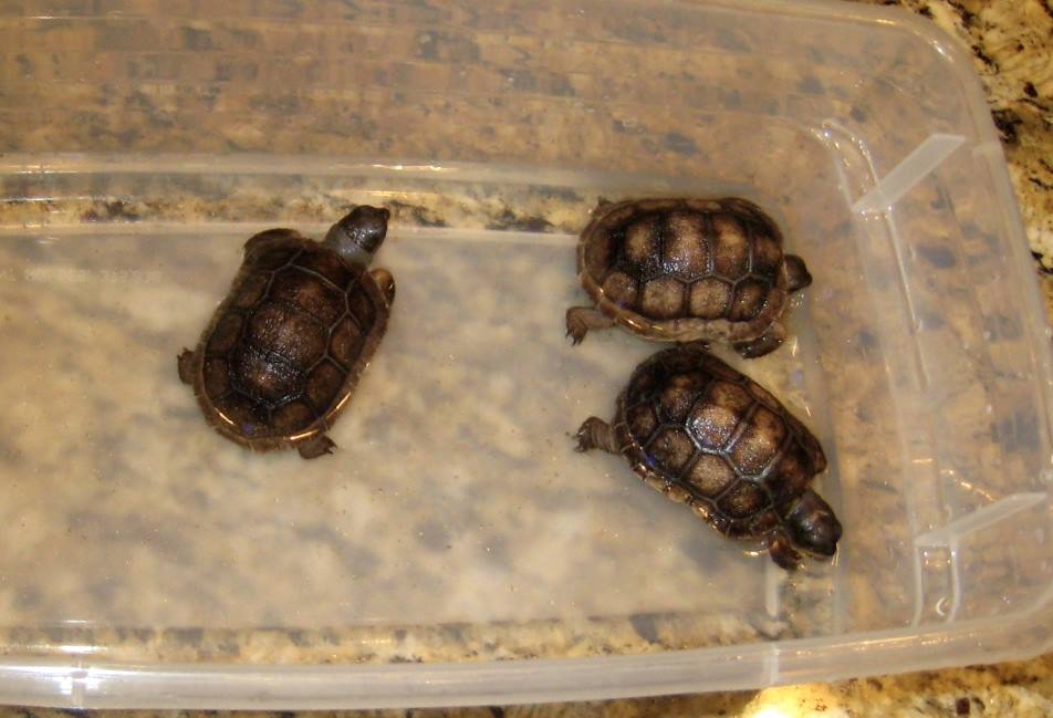 Aldabra Breeders