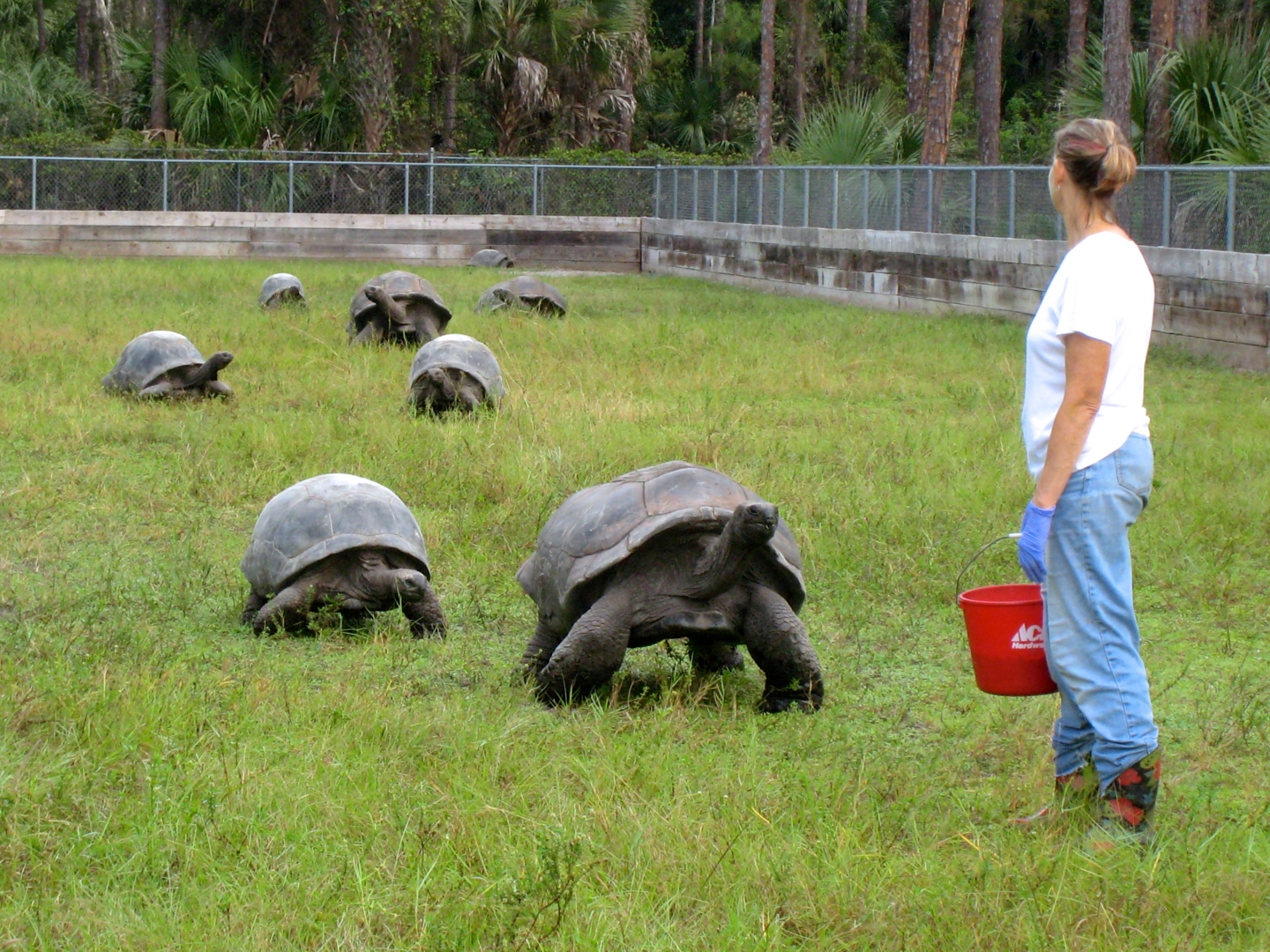 Aldabra Breeders