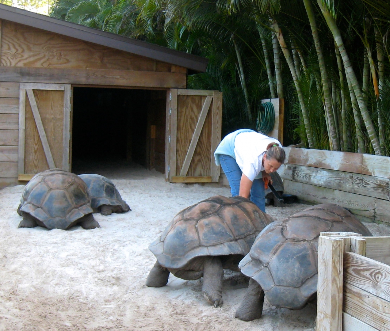 Aldabra Breeders