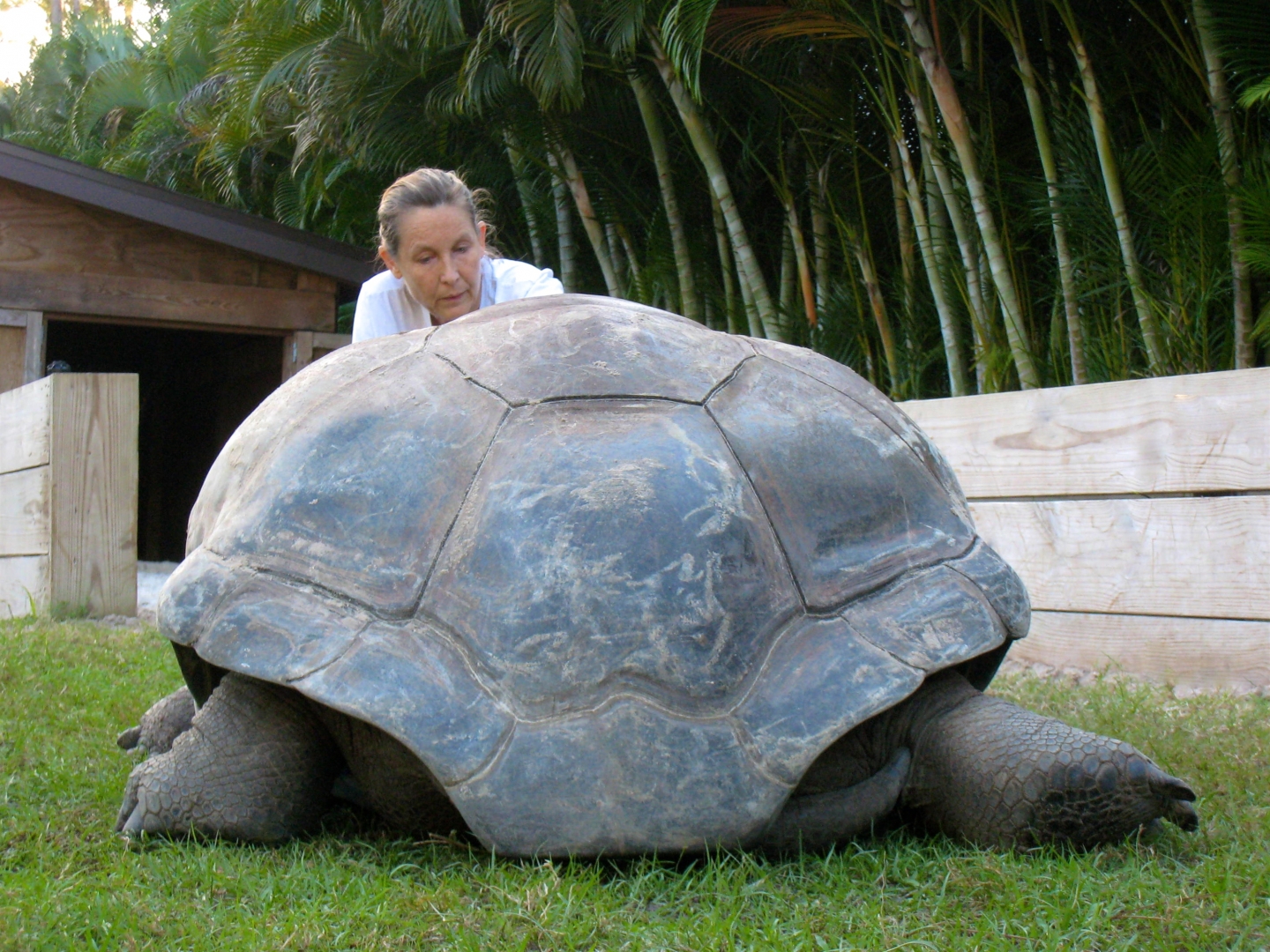 Aldabra Breeders