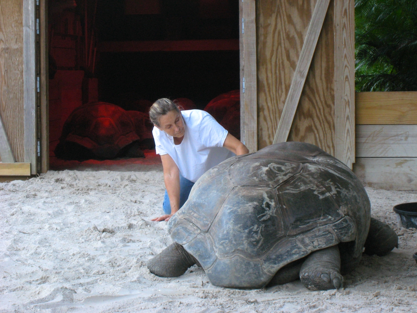 Aldabra Breeders