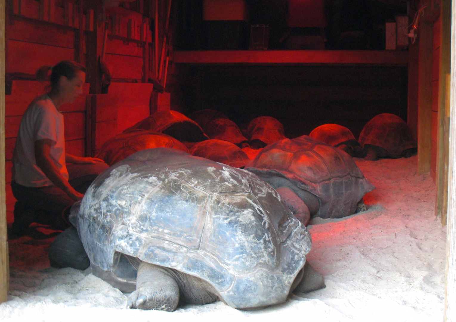 Aldabra Breeders