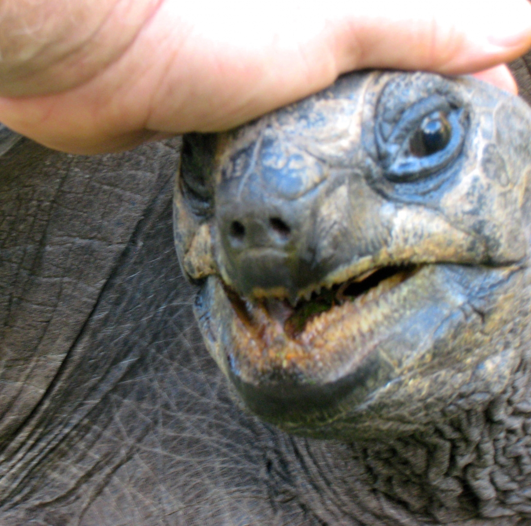 Aldabra Breeders