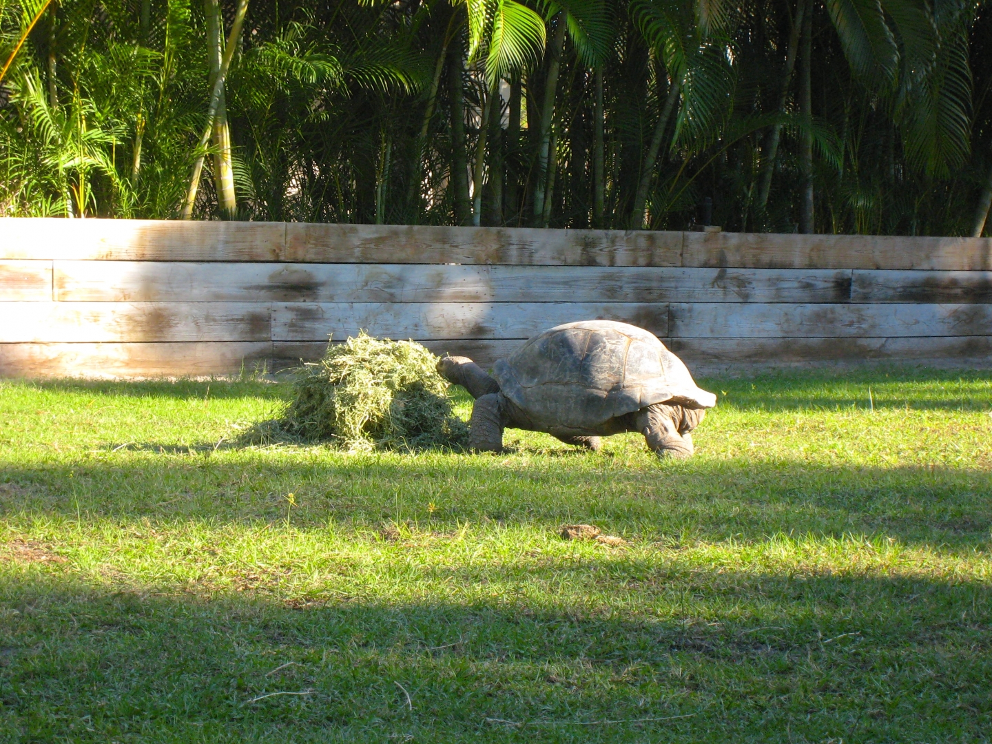 Aldabra Breeders