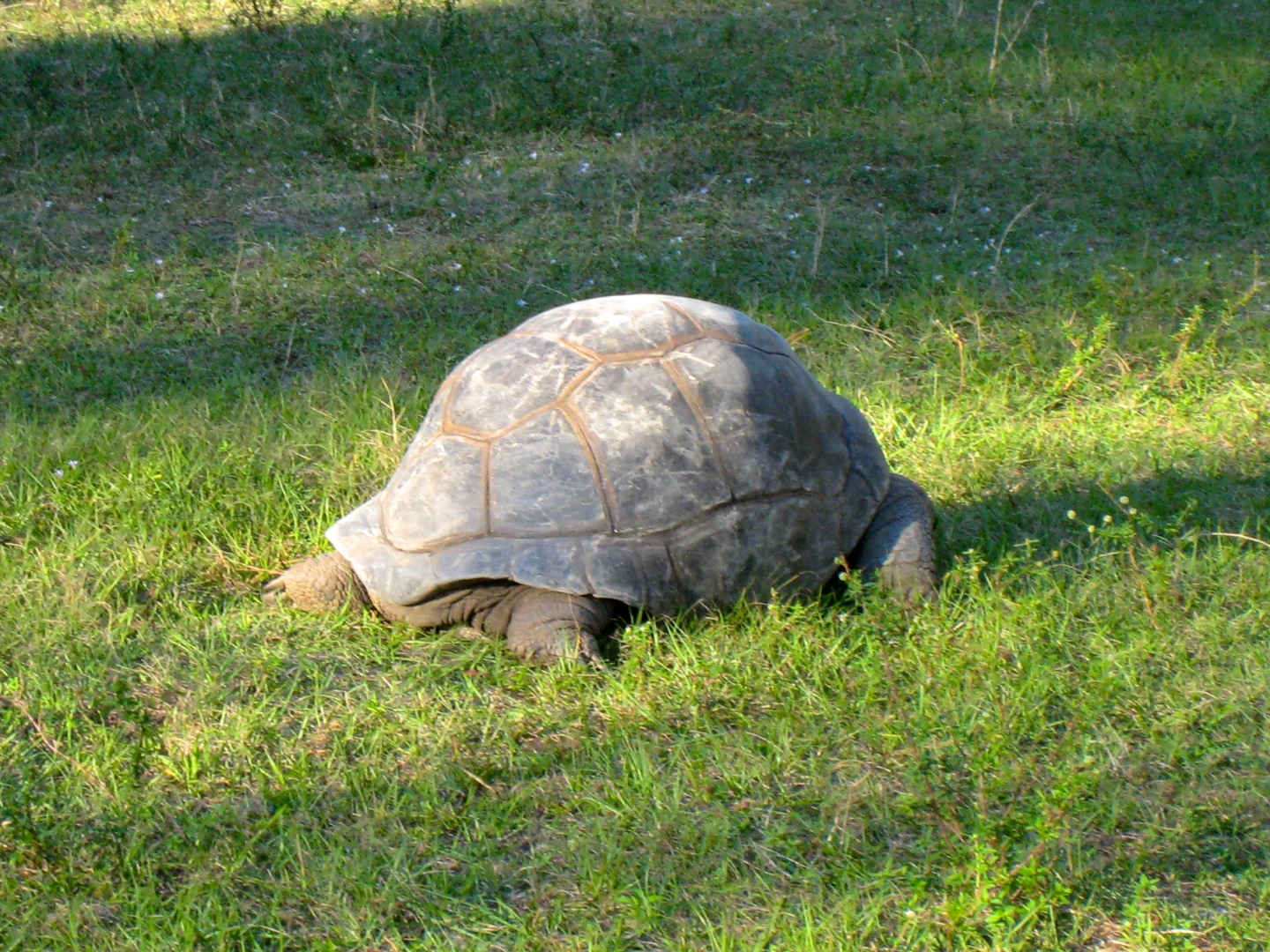 Aldabra Breeders
