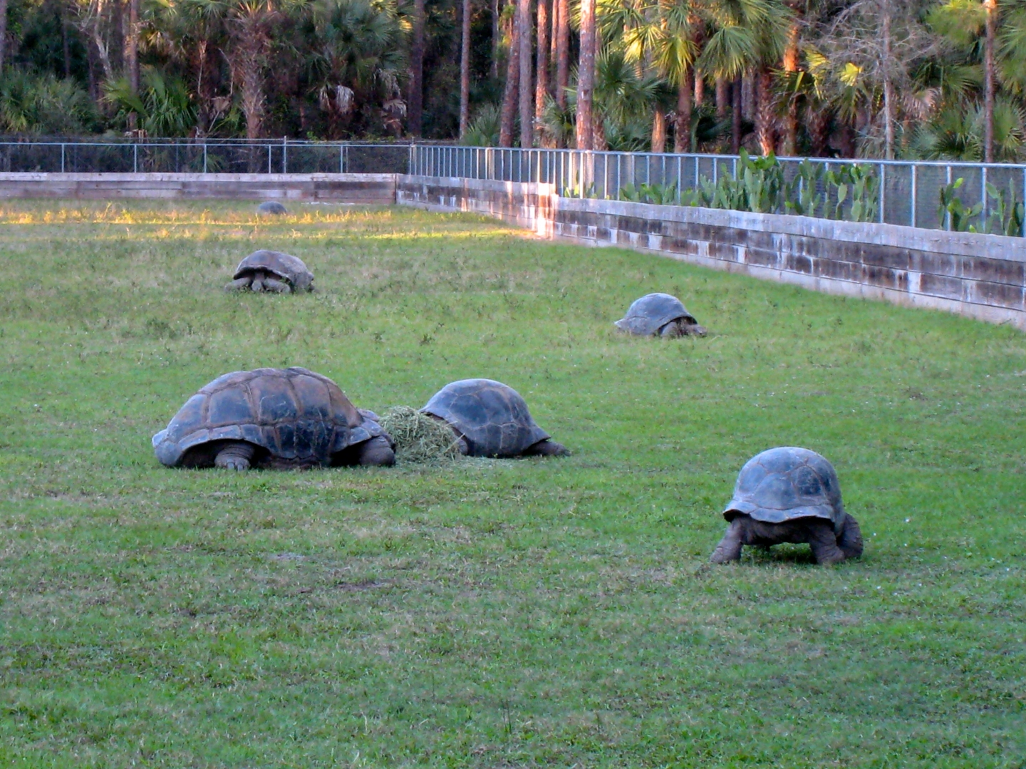 Aldabra Breeders