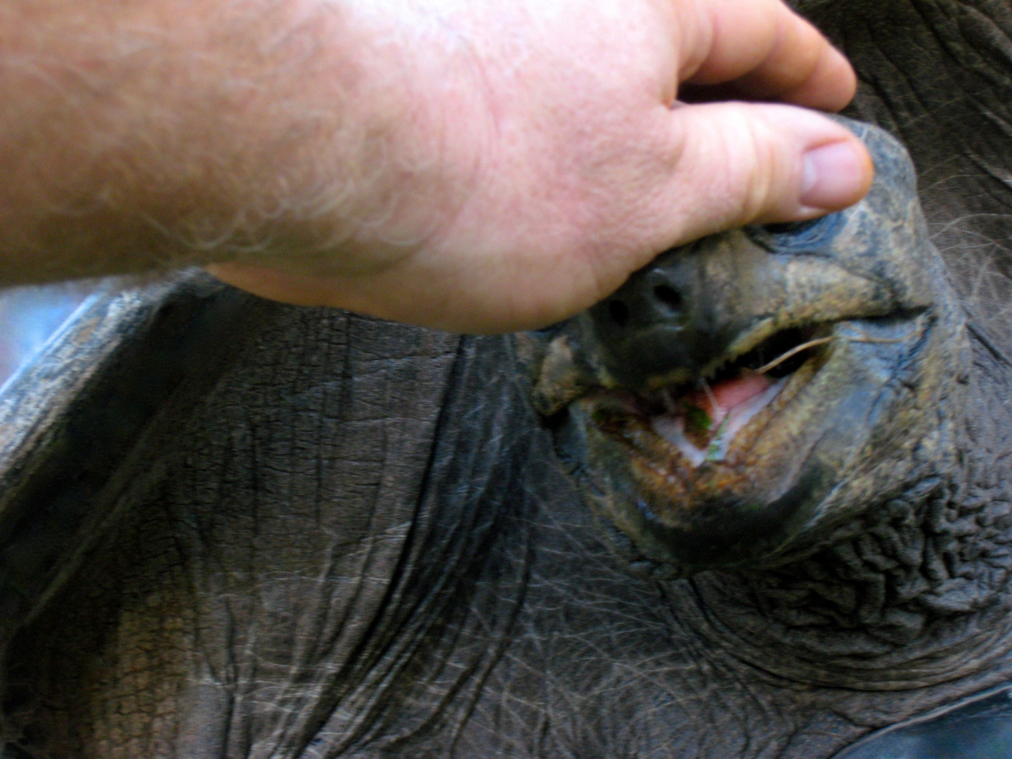 Aldabra Breeders