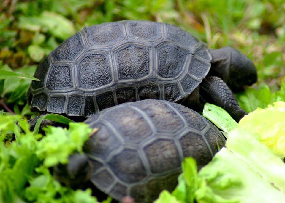 Aldabra Breeders