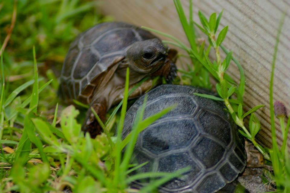 Aldabra Breeders