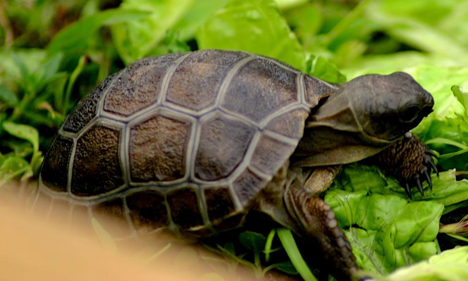 Aldabra Breeders