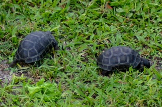 Aldabra Breeders